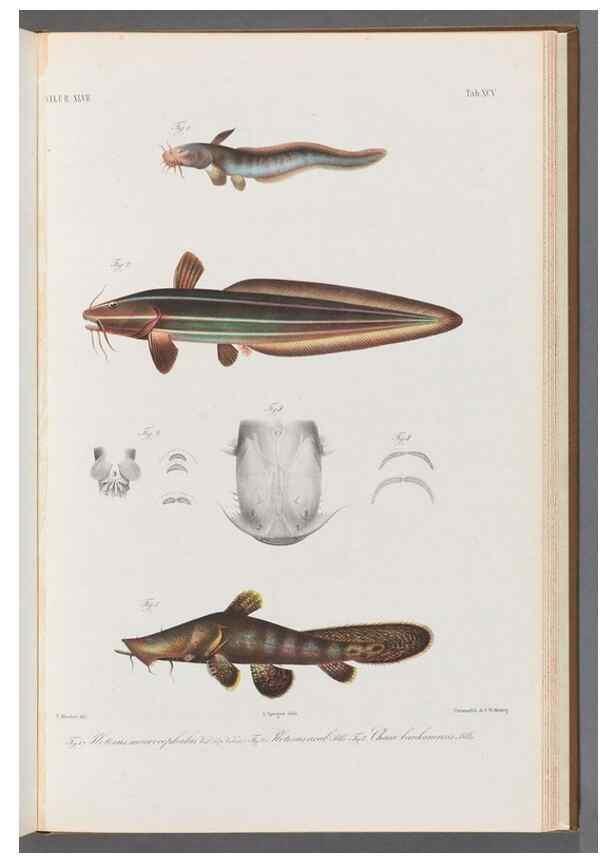 Reproducción/Reproduction 48908889172: Atlas ichthyologique des Indes orientales néêrlandaises :. Amsterdam :Frédéric Muller, editeur,1862-1878. 