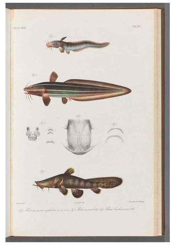 Reproducción/Reproduction 48908889172: Atlas ichthyologique des Indes orientales néêrlandaises :. Amsterdam :Frédéric Muller, editeur,1862-1878. 