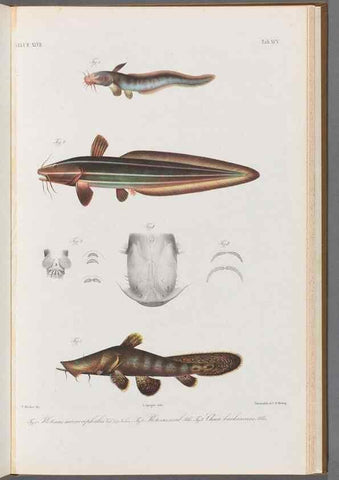 Reproducción/Reproduction 48908889172: Atlas ichthyologique des Indes orientales néêrlandaises :. Amsterdam :Frédéric Muller, editeur,1862-1878. 
