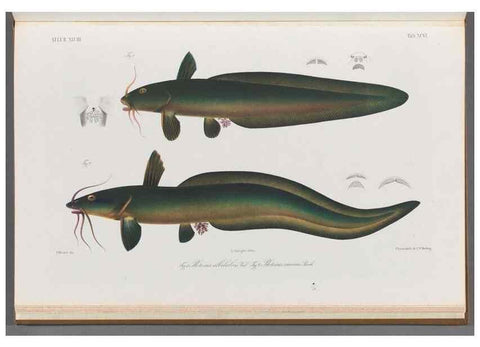 Reproducción/Reproduction 48908153048: Atlas ichthyologique des Indes orientales néêrlandaises :. Amsterdam :Frédéric Muller, editeur,1862-1878. 