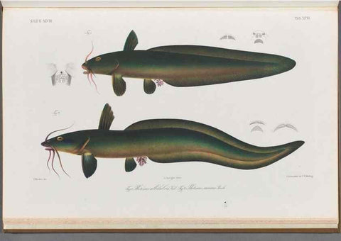 Reproducción/Reproduction 48908153048: Atlas ichthyologique des Indes orientales néêrlandaises :. Amsterdam :Frédéric Muller, editeur,1862-1878. 