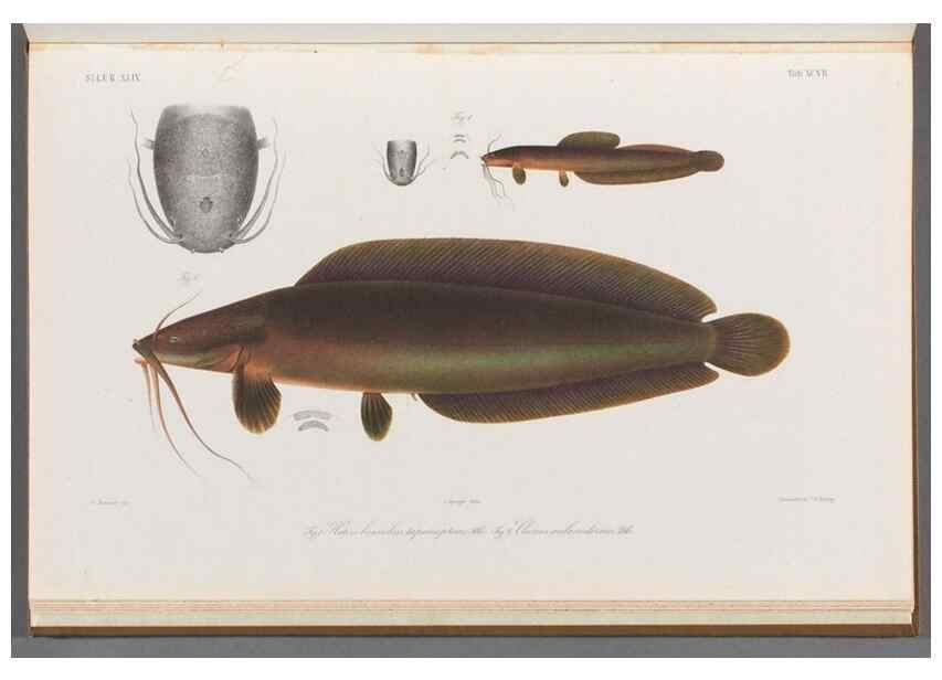 Reproducción/Reproduction 48908683596: Atlas ichthyologique des Indes orientales néêrlandaises :. Amsterdam :Frédéric Muller, editeur,1862-1878. 