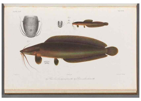 Reproducción/Reproduction 48908683596: Atlas ichthyologique des Indes orientales néêrlandaises :. Amsterdam :Frédéric Muller, editeur,1862-1878. 