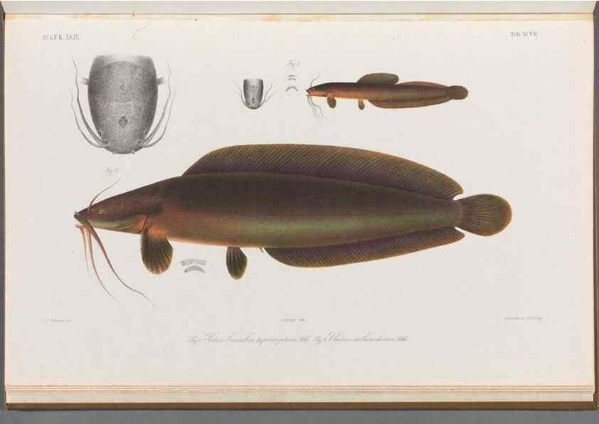 Reproducción/Reproduction 48908683596: Atlas ichthyologique des Indes orientales néêrlandaises :. Amsterdam :Frédéric Muller, editeur,1862-1878. 
