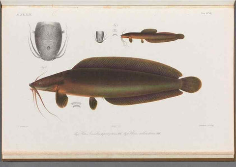 Reproducción/Reproduction 48908683596: Atlas ichthyologique des Indes orientales néêrlandaises :. Amsterdam :Frédéric Muller, editeur,1862-1878. 