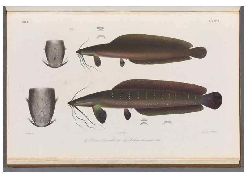 Reproducción/Reproduction 48908890107: Atlas ichthyologique des Indes orientales néêrlandaises :. Amsterdam :Frédéric Muller, editeur,1862-1878. 
