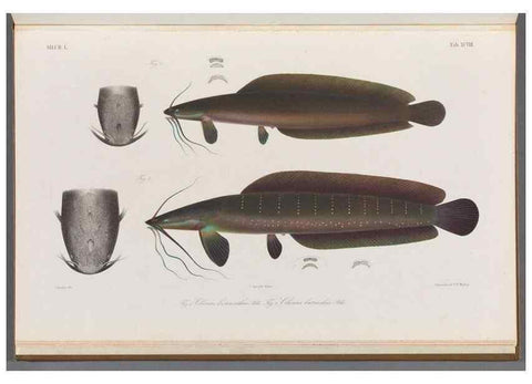 Reproducción/Reproduction 48908890107: Atlas ichthyologique des Indes orientales néêrlandaises :. Amsterdam :Frédéric Muller, editeur,1862-1878. 