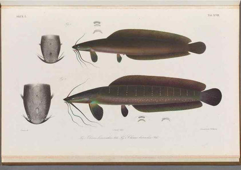 Reproducción/Reproduction 48908890107: Atlas ichthyologique des Indes orientales néêrlandaises :. Amsterdam :Frédéric Muller, editeur,1862-1878. 
