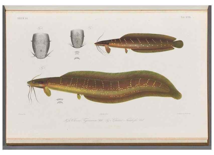 Reproducción/Reproduction 48908153908: Atlas ichthyologique des Indes orientales néêrlandaises :. Amsterdam :Frédéric Muller, editeur,1862-1878. 