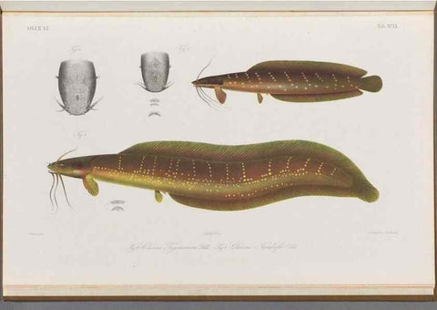 Reproducción/Reproduction 48908153908: Atlas ichthyologique des Indes orientales néêrlandaises :. Amsterdam :Frédéric Muller, editeur,1862-1878. 