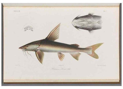 Reproducción/Reproduction 48908154133: Atlas ichthyologique des Indes orientales néêrlandaises :. Amsterdam :Frédéric Muller, editeur,1862-1878. 