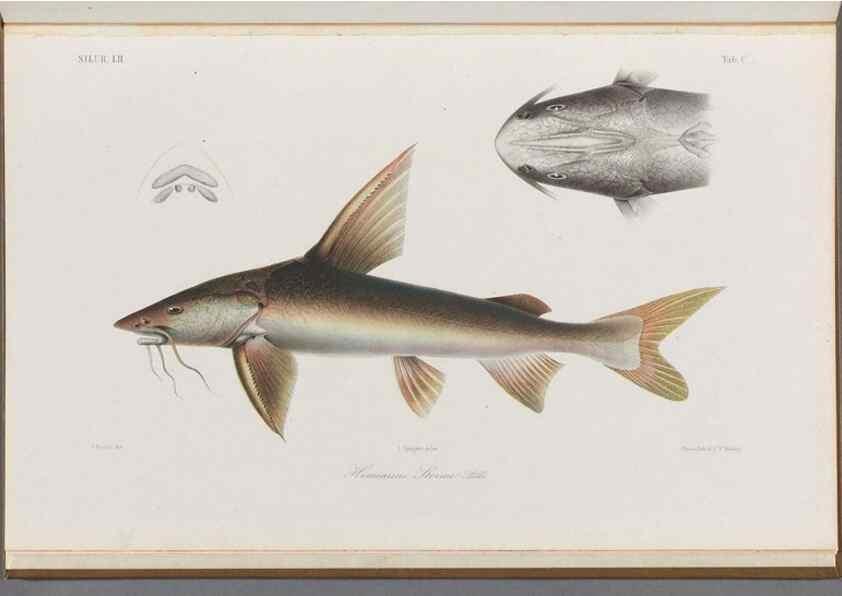 Reproducción/Reproduction 48908154133: Atlas ichthyologique des Indes orientales néêrlandaises :. Amsterdam :Frédéric Muller, editeur,1862-1878. 