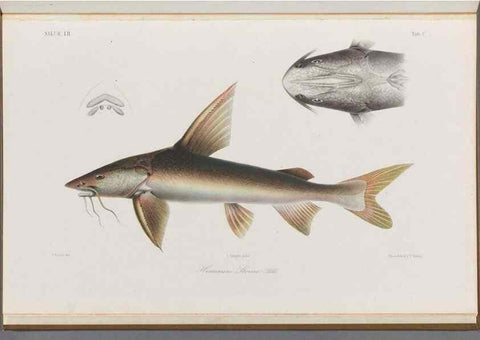 Reproducción/Reproduction 48908154133: Atlas ichthyologique des Indes orientales néêrlandaises :. Amsterdam :Frédéric Muller, editeur,1862-1878. 