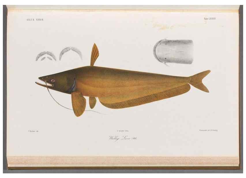 Reproducción/Reproduction 48908149803: Atlas ichthyologique des Indes orientales néêrlandaises :. Amsterdam :Frédéric Muller, editeur,1862-1878. 