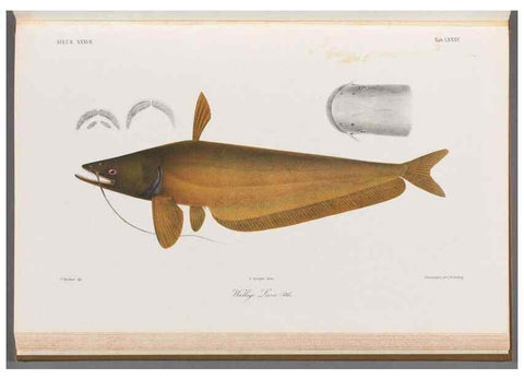 Reproducción/Reproduction 48908149803: Atlas ichthyologique des Indes orientales néêrlandaises :. Amsterdam :Frédéric Muller, editeur,1862-1878. 