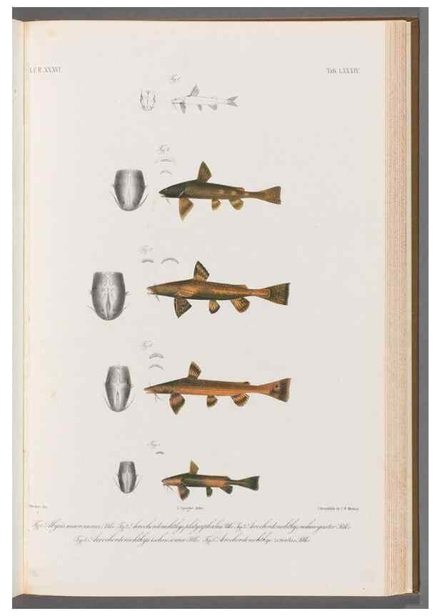 Reproducción/Reproduction 48908679801: Atlas ichthyologique des Indes orientales néêrlandaises :. Amsterdam :Frédéric Muller, editeur,1862-1878. 