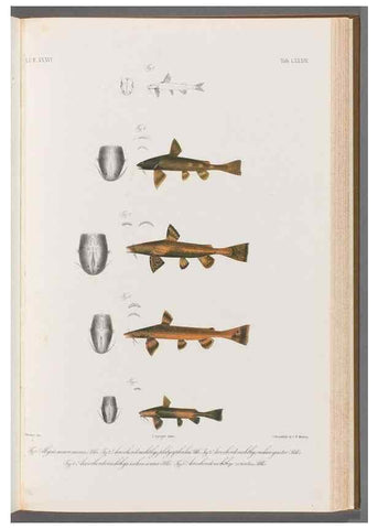 Reproducción/Reproduction 48908679801: Atlas ichthyologique des Indes orientales néêrlandaises :. Amsterdam :Frédéric Muller, editeur,1862-1878. 