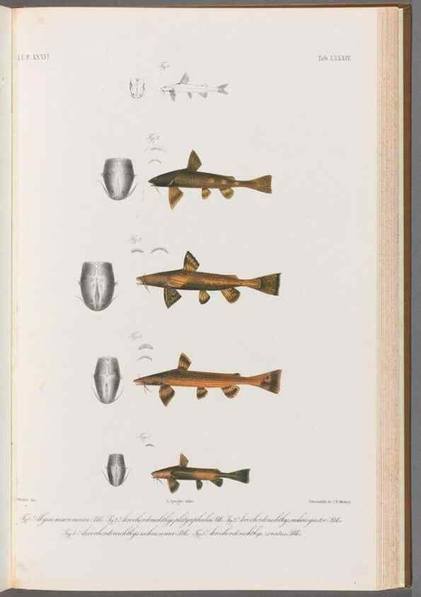 Reproducción/Reproduction 48908679801: Atlas ichthyologique des Indes orientales néêrlandaises :. Amsterdam :Frédéric Muller, editeur,1862-1878. 