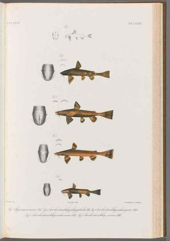 Reproducción/Reproduction 48908679801: Atlas ichthyologique des Indes orientales néêrlandaises :. Amsterdam :Frédéric Muller, editeur,1862-1878. 