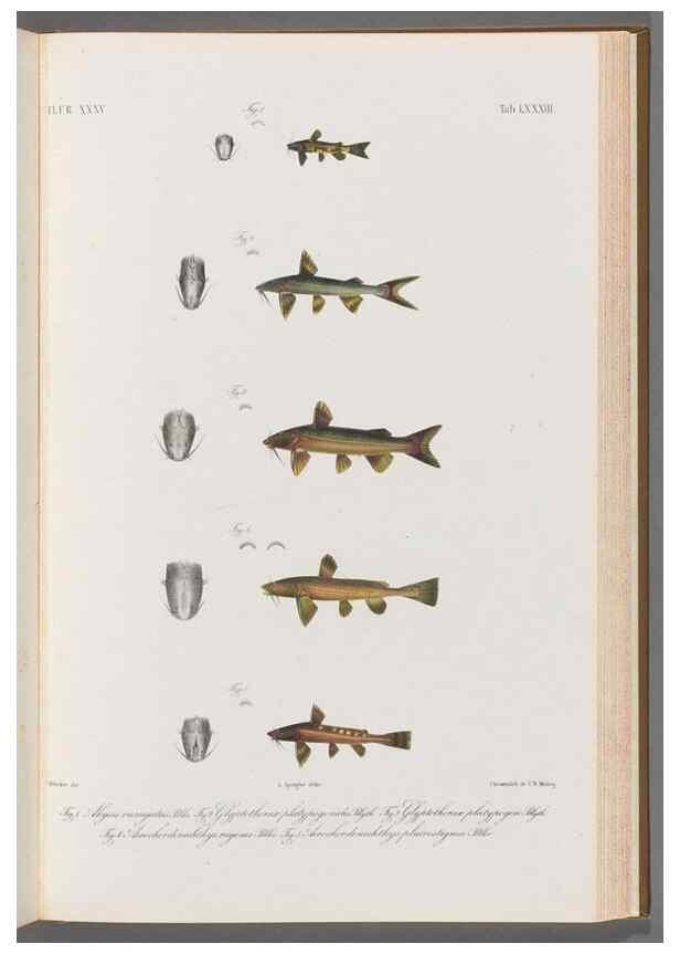 Reproducción/Reproduction 48908885452: Atlas ichthyologique des Indes orientales néêrlandaises :. Amsterdam :Frédéric Muller, editeur,1862-1878. 