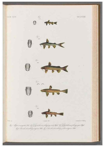 Reproducción/Reproduction 48908885452: Atlas ichthyologique des Indes orientales néêrlandaises :. Amsterdam :Frédéric Muller, editeur,1862-1878. 