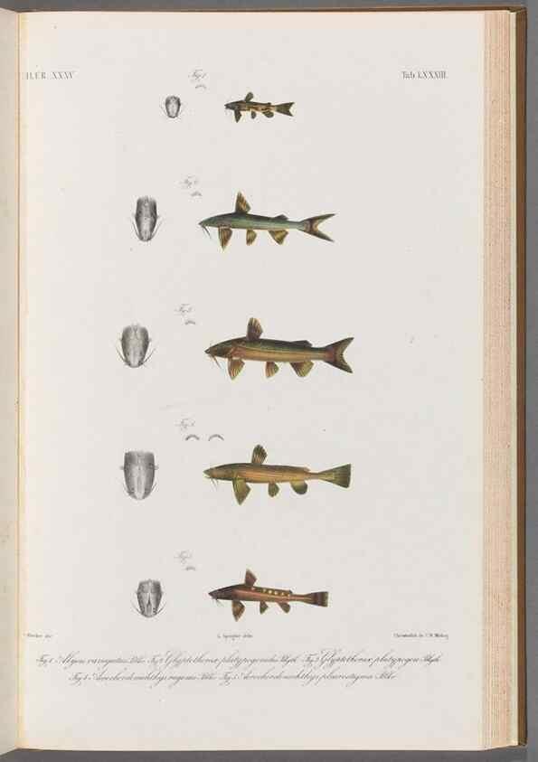 Reproducción/Reproduction 48908885452: Atlas ichthyologique des Indes orientales néêrlandaises :. Amsterdam :Frédéric Muller, editeur,1862-1878. 