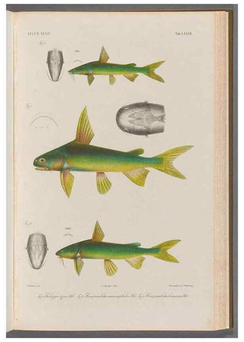 Reproducción/Reproduction 48908679296: Atlas ichthyologique des Indes orientales néêrlandaises :. Amsterdam :Frédéric Muller, editeur,1862-1878. 