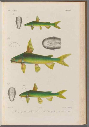 Reproducción/Reproduction 48908679296: Atlas ichthyologique des Indes orientales néêrlandaises :. Amsterdam :Frédéric Muller, editeur,1862-1878. 