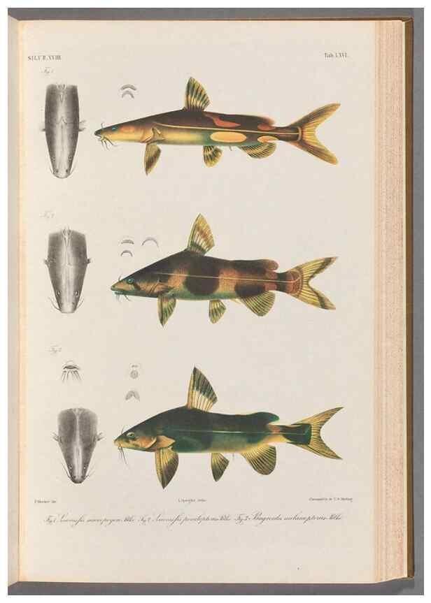 Reproducción/Reproduction 48908143873: Atlas ichthyologique des Indes orientales néêrlandaises :. Amsterdam :Frédéric Muller, editeur,1862-1878. 