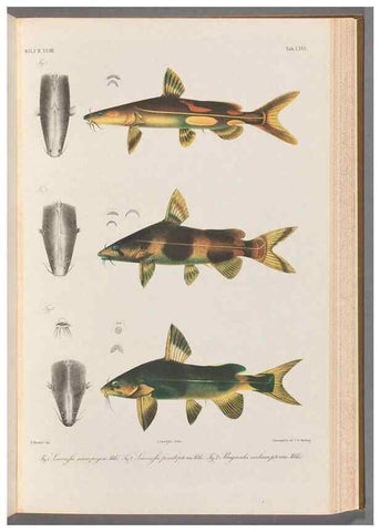 Reproducción/Reproduction 48908143873: Atlas ichthyologique des Indes orientales néêrlandaises :. Amsterdam :Frédéric Muller, editeur,1862-1878. 
