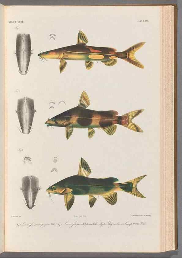 Reproducción/Reproduction 48908143873: Atlas ichthyologique des Indes orientales néêrlandaises :. Amsterdam :Frédéric Muller, editeur,1862-1878. 