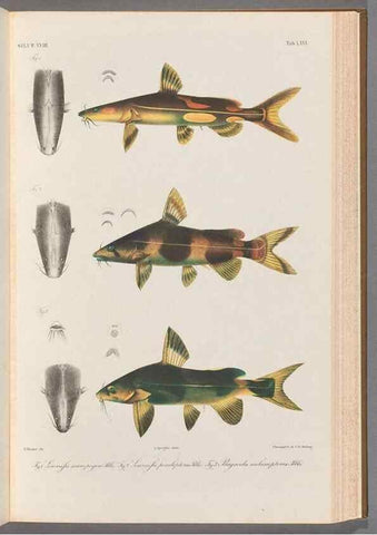 Reproducción/Reproduction 48908143873: Atlas ichthyologique des Indes orientales néêrlandaises :. Amsterdam :Frédéric Muller, editeur,1862-1878. 