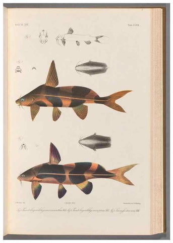 Reproducción/Reproduction 48908880432: Atlas ichthyologique des Indes orientales néêrlandaises :. Amsterdam :Frédéric Muller, editeur,1862-1878. 