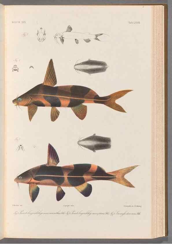 Reproducción/Reproduction 48908880432: Atlas ichthyologique des Indes orientales néêrlandaises :. Amsterdam :Frédéric Muller, editeur,1862-1878. 