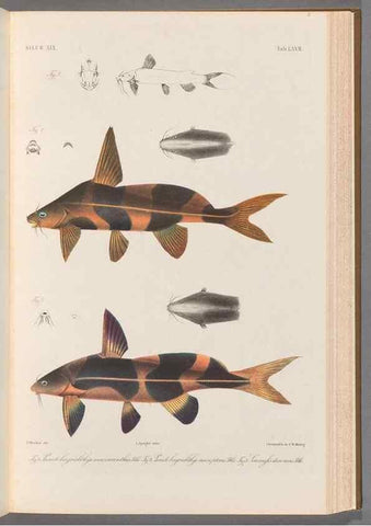 Reproducción/Reproduction 48908880432: Atlas ichthyologique des Indes orientales néêrlandaises :. Amsterdam :Frédéric Muller, editeur,1862-1878. 