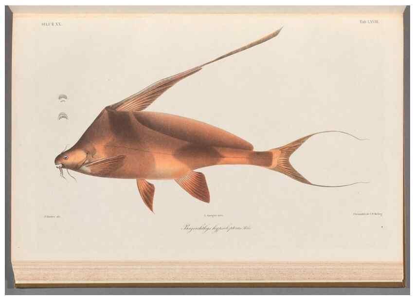 Reproducción/Reproduction 48908144463: Atlas ichthyologique des Indes orientales néêrlandaises :. Amsterdam :Frédéric Muller, editeur,1862-1878. 