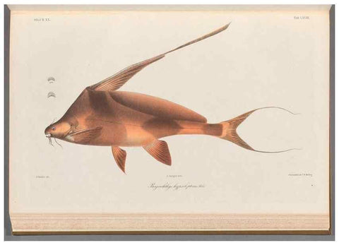 Reproducción/Reproduction 48908144463: Atlas ichthyologique des Indes orientales néêrlandaises :. Amsterdam :Frédéric Muller, editeur,1862-1878. 