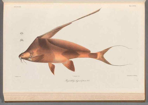 Reproducción/Reproduction 48908144463: Atlas ichthyologique des Indes orientales néêrlandaises :. Amsterdam :Frédéric Muller, editeur,1862-1878. 