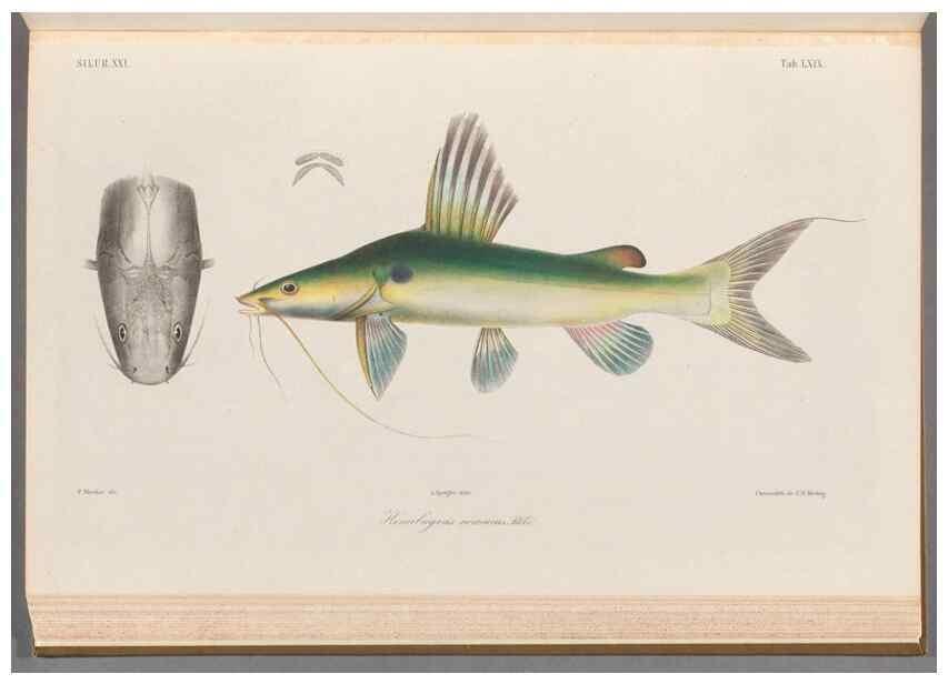 Reproducción/Reproduction 48908675086: Atlas ichthyologique des Indes orientales néêrlandaises :. Amsterdam :Frédéric Muller, editeur,1862-1878. 