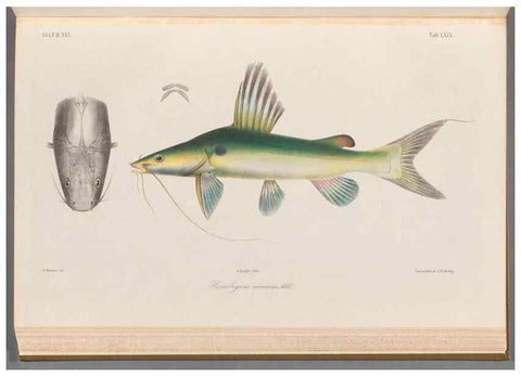 Reproducción/Reproduction 48908675086: Atlas ichthyologique des Indes orientales néêrlandaises :. Amsterdam :Frédéric Muller, editeur,1862-1878. 