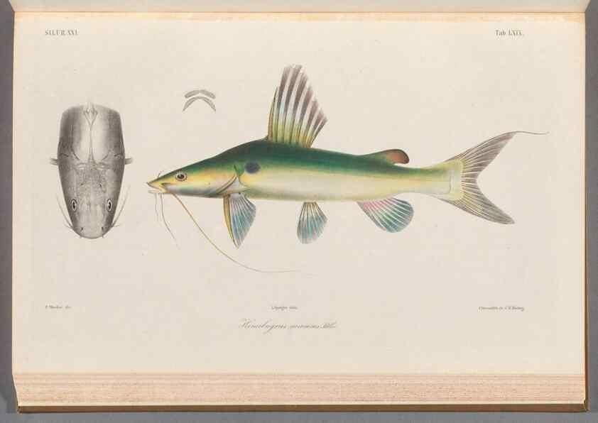 Reproducción/Reproduction 48908675086: Atlas ichthyologique des Indes orientales néêrlandaises :. Amsterdam :Frédéric Muller, editeur,1862-1878. 
