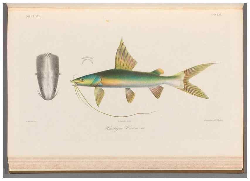 Reproducción/Reproduction 48908881407: Atlas ichthyologique des Indes orientales néêrlandaises :. Amsterdam :Frédéric Muller, editeur,1862-1878. 