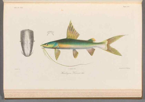 Reproducción/Reproduction 48908881407: Atlas ichthyologique des Indes orientales néêrlandaises :. Amsterdam :Frédéric Muller, editeur,1862-1878. 
