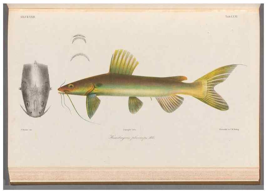 Reproducción/Reproduction 48908675736: Atlas ichthyologique des Indes orientales néêrlandaises :. Amsterdam :Frédéric Muller, editeur,1862-1878. 