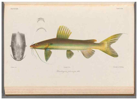 Reproducción/Reproduction 48908675736: Atlas ichthyologique des Indes orientales néêrlandaises :. Amsterdam :Frédéric Muller, editeur,1862-1878. 