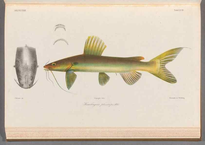 Reproducción/Reproduction 48908675736: Atlas ichthyologique des Indes orientales néêrlandaises :. Amsterdam :Frédéric Muller, editeur,1862-1878. 