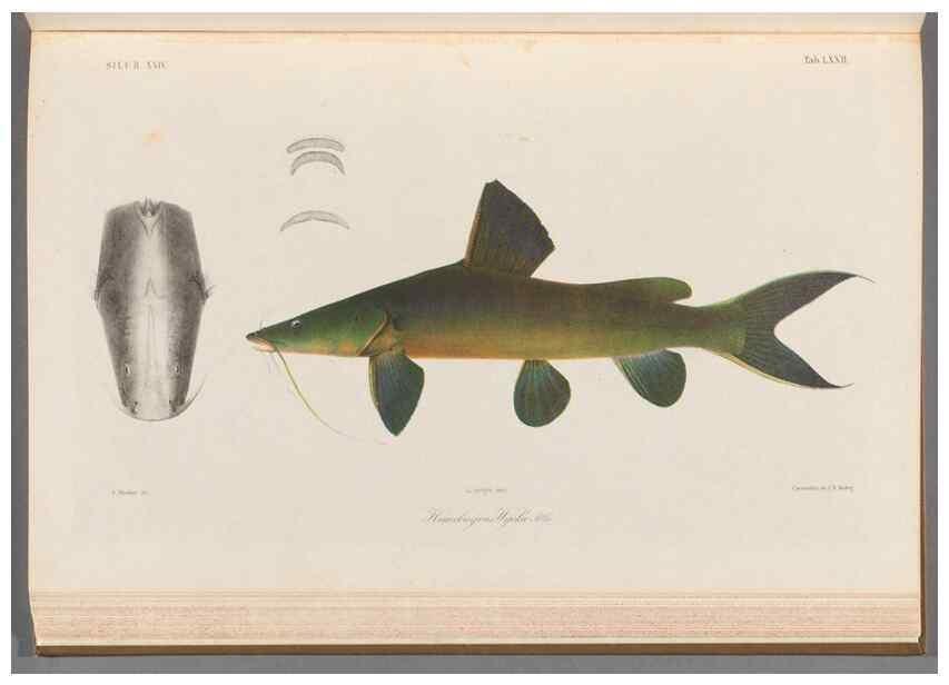 Reproducción/Reproduction 48908676146: Atlas ichthyologique des Indes orientales néêrlandaises :. Amsterdam :Frédéric Muller, editeur,1862-1878. 