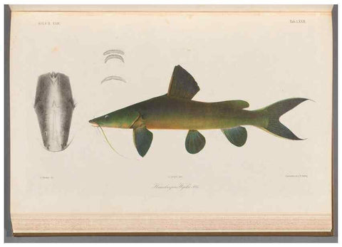Reproducción/Reproduction 48908676146: Atlas ichthyologique des Indes orientales néêrlandaises :. Amsterdam :Frédéric Muller, editeur,1862-1878. 