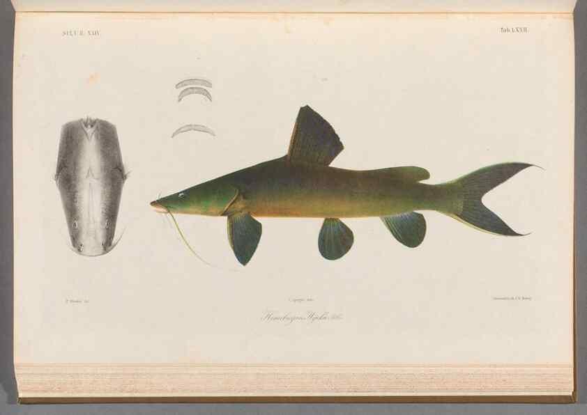 Reproducción/Reproduction 48908676146: Atlas ichthyologique des Indes orientales néêrlandaises :. Amsterdam :Frédéric Muller, editeur,1862-1878. 