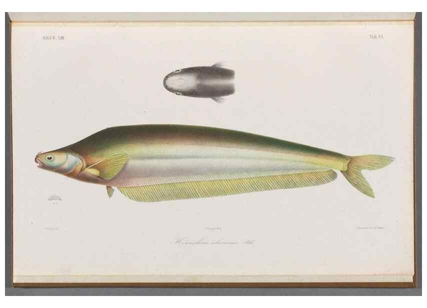 Reproducción/Reproduction 48908890772: Atlas ichthyologique des Indes orientales néêrlandaises :. Amsterdam :Frédéric Muller, editeur,1862-1878. 